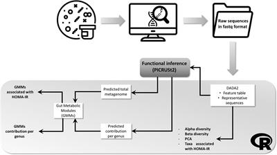 Taxonomic and Functional Fecal Microbiota Signatures Associated With Insulin Resistance in Non-Diabetic Subjects With Overweight/Obesity Within the Frame of the PREDIMED-Plus Study